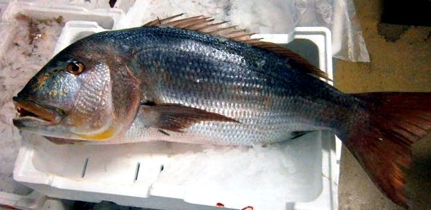 Dentex dentex_08.jpg